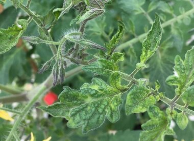 ToBRFV | Tomato Brown Rugose Fruit Virus