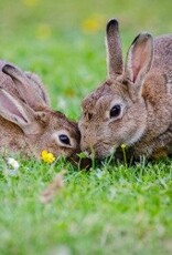 Brimex Tupoleum Brimex 7 kartonnen kokers Ø 7cm  100% afbreekbaar incl. 500ml Tupoleum