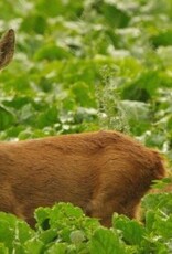 Brimex Tupoleum Brimex 7 kartonnen kokers Ø 7cm  100% afbreekbaar incl. 500ml Tupoleum