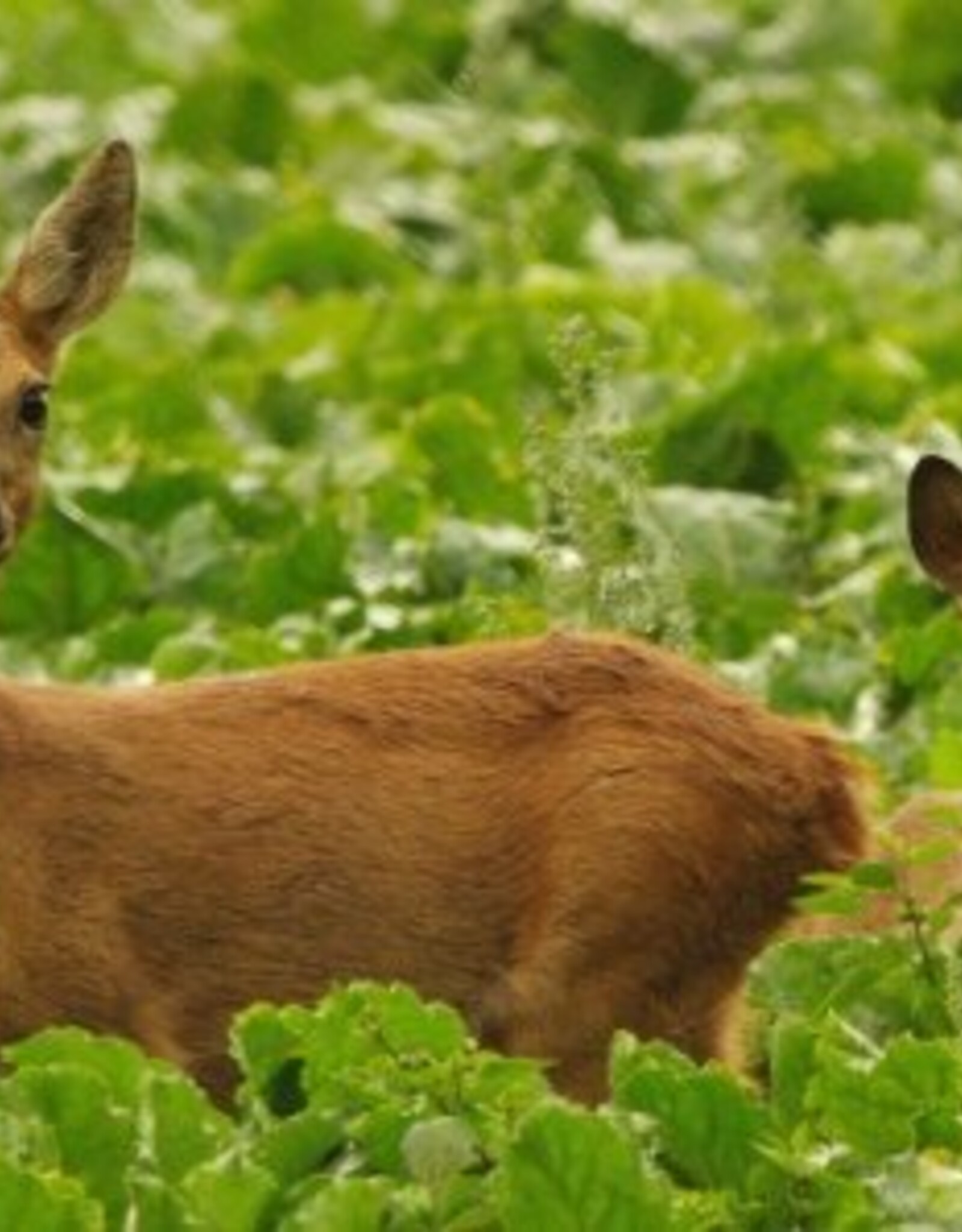 Brimex Tupoleum Brimex 7 kartonnen kokers Ø 7cm  100% afbreekbaar incl. 500ml Tupoleum