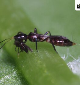 Brimex Biobest Vespiformis system