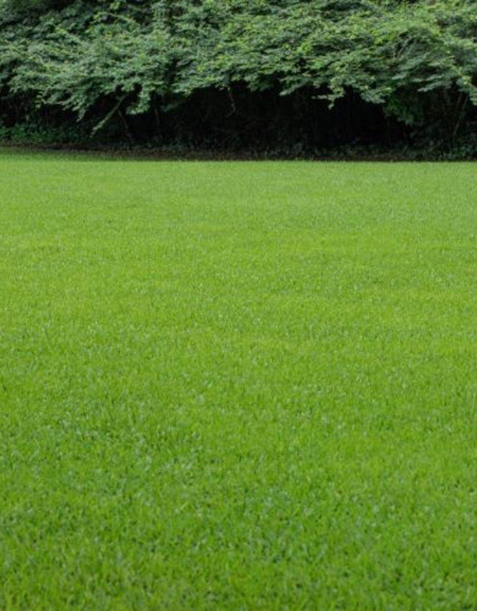 Innogreen Innogreen Mosvrij gazonmix 6-2-20 + 3 Mgo