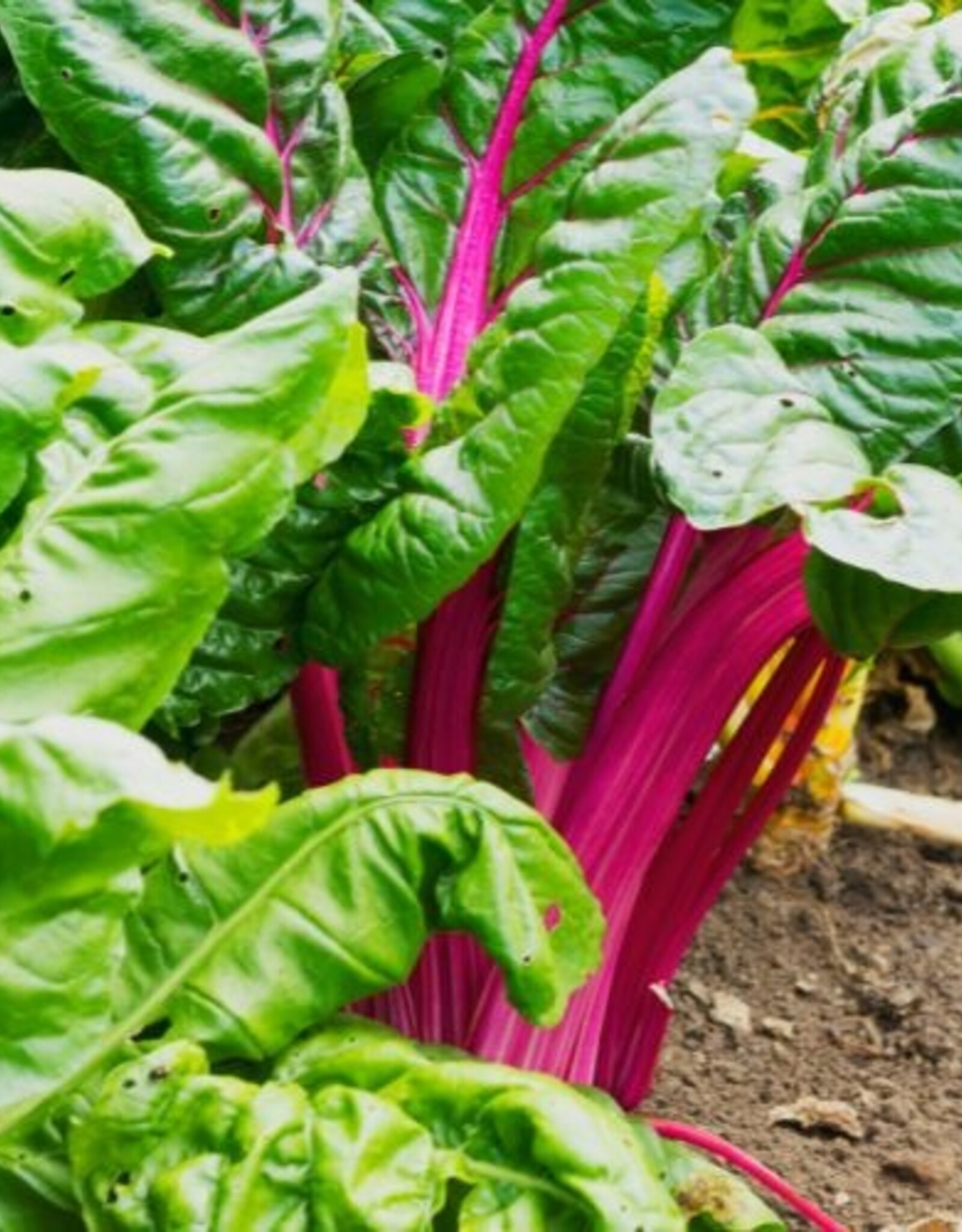 Innogreen Innogreen Moestuinmest 8-3-8 +3 MgO