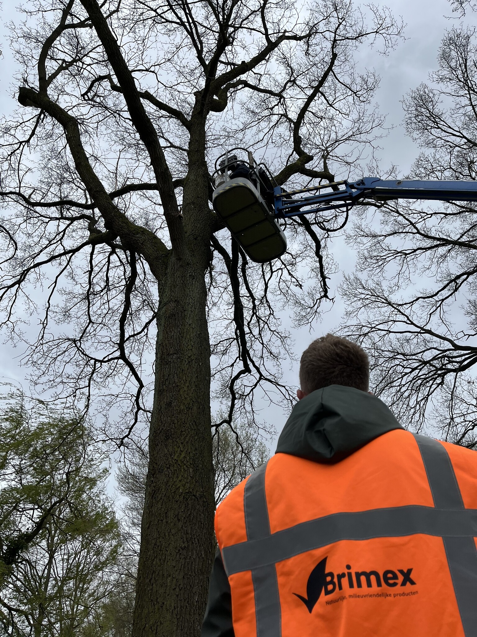 Gemeente Breda kiest al jaren voor natuurlijke aanpak eikenprocessierups