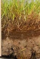 Innogreen Innogreen Viltvrij-Bio tegen vervilting in het gazon