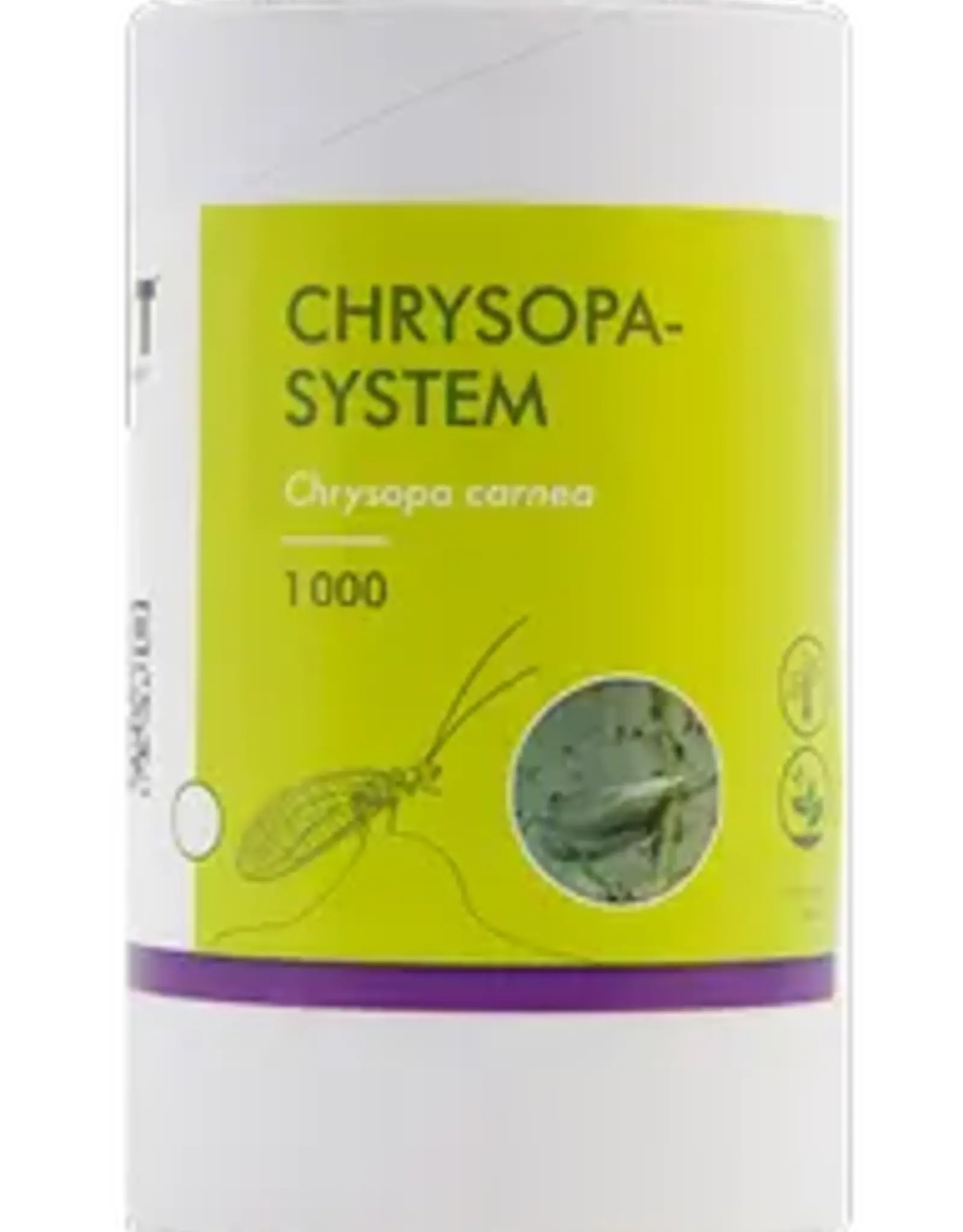 Brimex Biobest Bladluis bestrijden met gaasvlieg Chrysopa