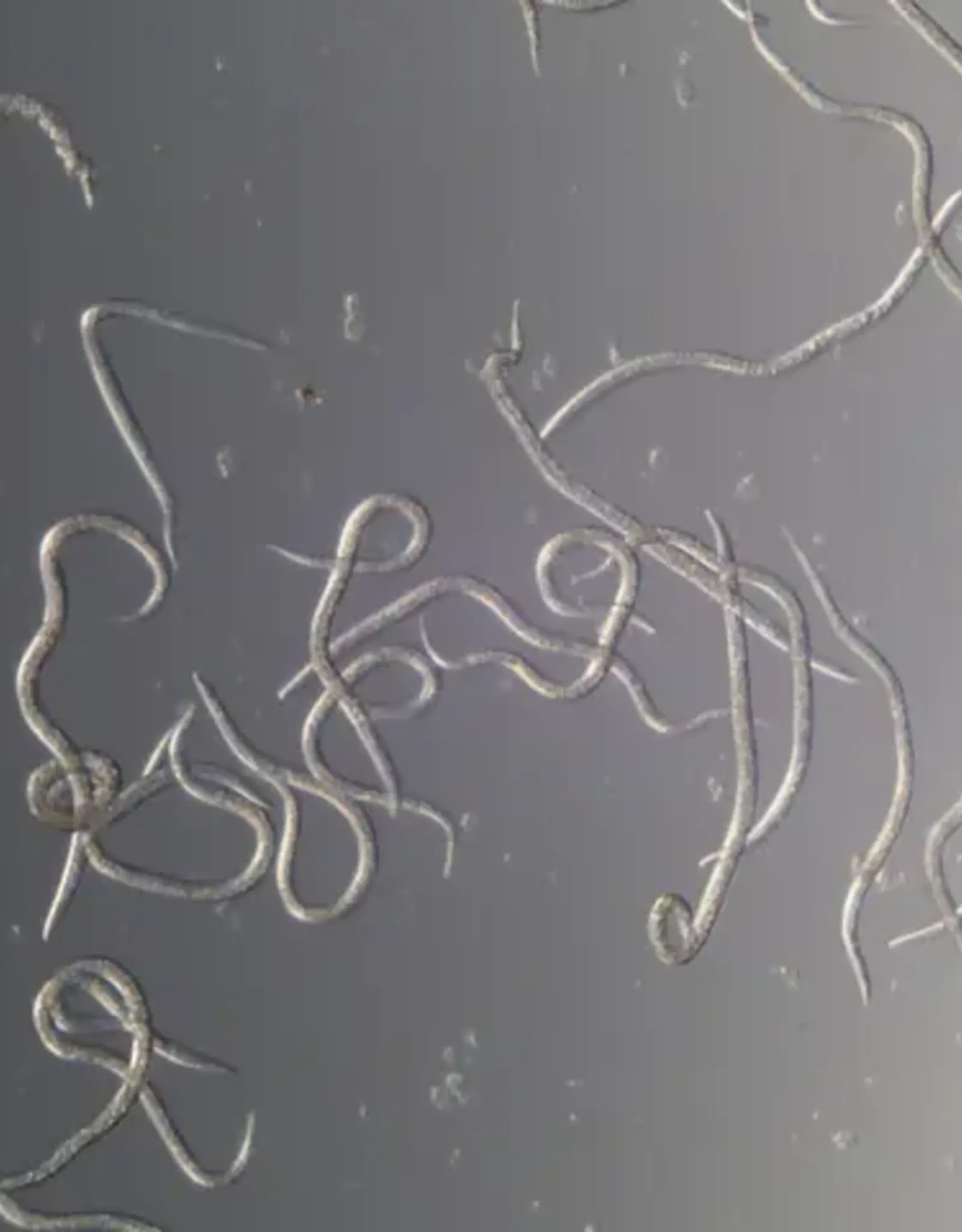 Brimex Biobest Nematoden Brimex Steinernema Feltiae system