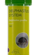 Brimex Biobest Kever Brimex Delphastus catalinea Delpastus system Brimex Biobest Kever Brimex Delphastus catalinea Delpastus system