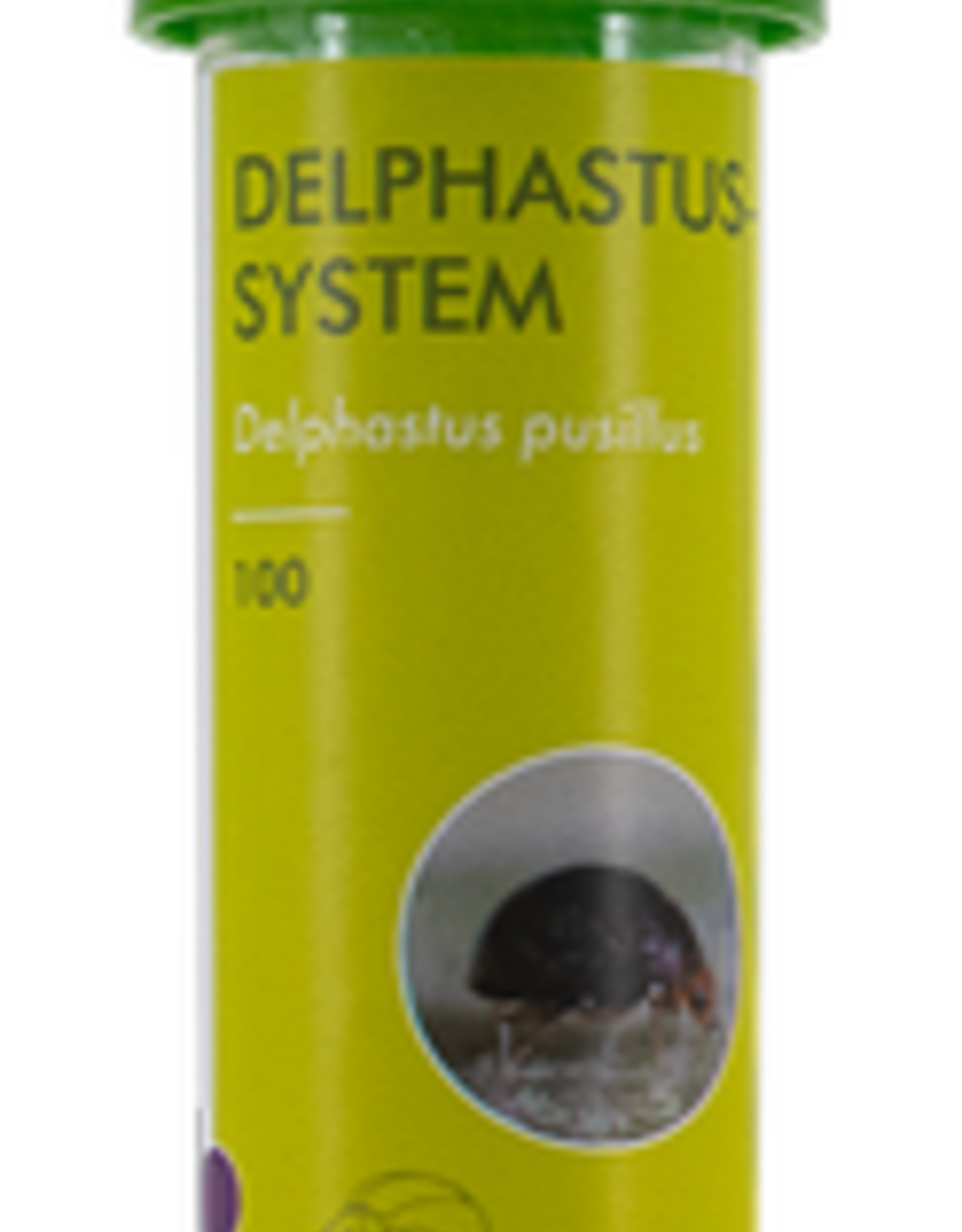 Brimex Biobest Kever Brimex Delphastus catalinea Delpastus system