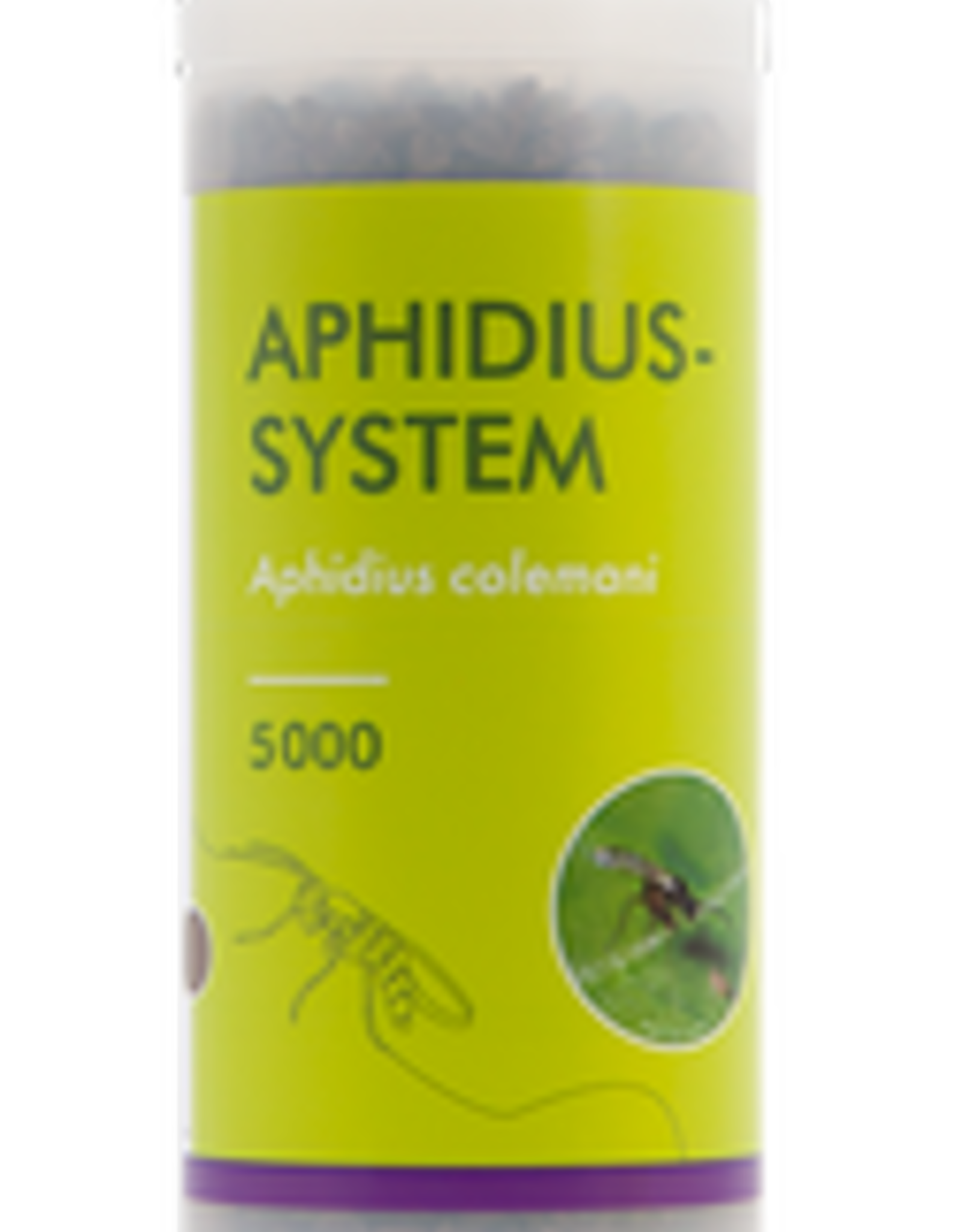 Brimex Biobest Aphidius System sluipwesp voor bestrijding bladluis, katoenluis en perzikluis