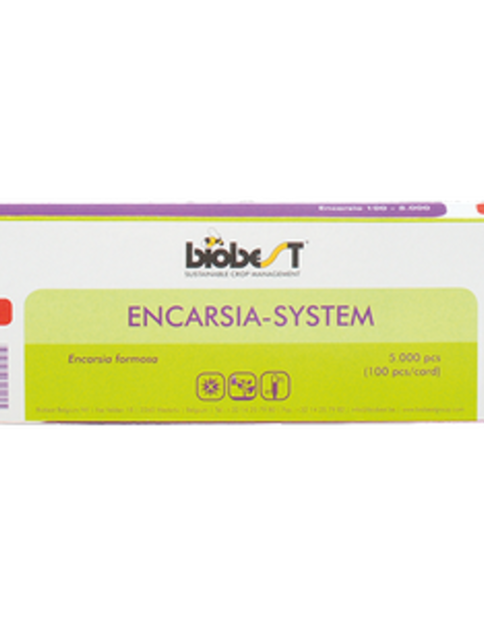 Brimex Biobest Sluipwesp Brimex Encarsia formosa