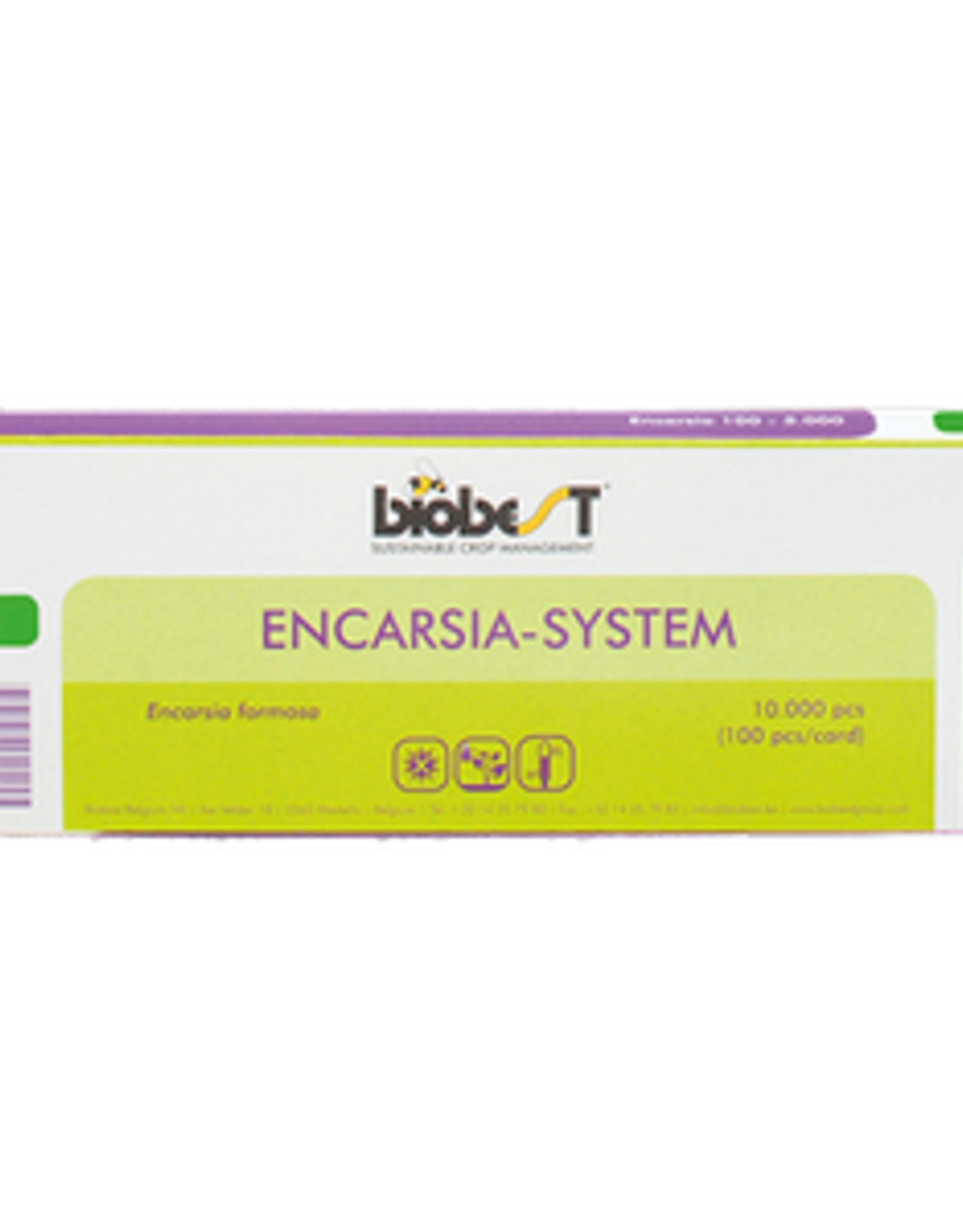 Brimex Biobest Sluipwesp Brimex Encarsia formosa