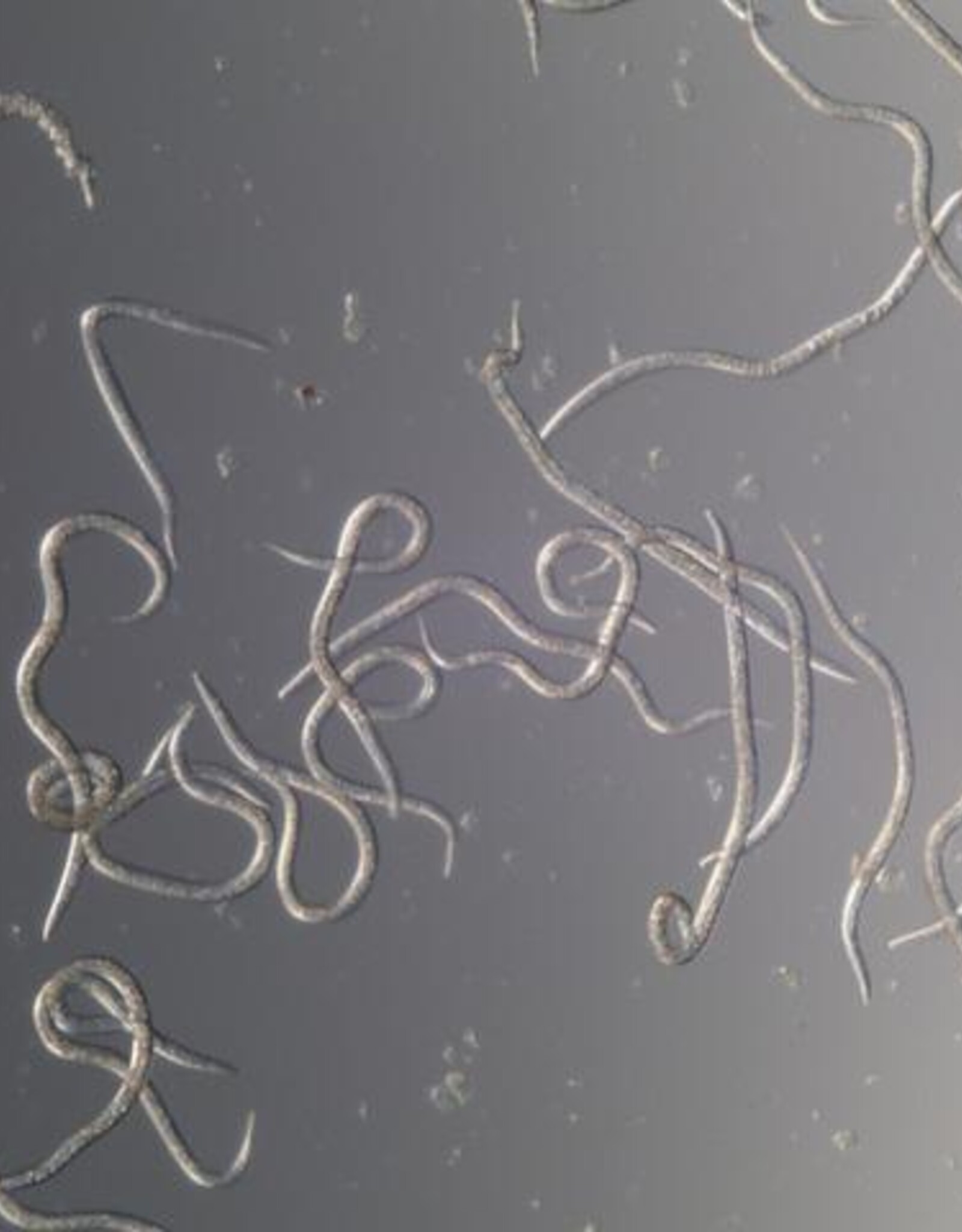 Brimex Biobest aaltjes steinernema carpocapsae