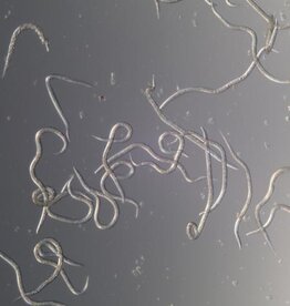 Brimex Biobest Nemafence® Palma-Life system