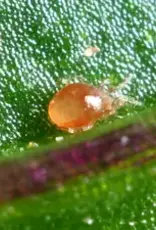 Brimex Biobest Degenerans-System roofmijt Amblyseius degenerans tegen tripslarven.