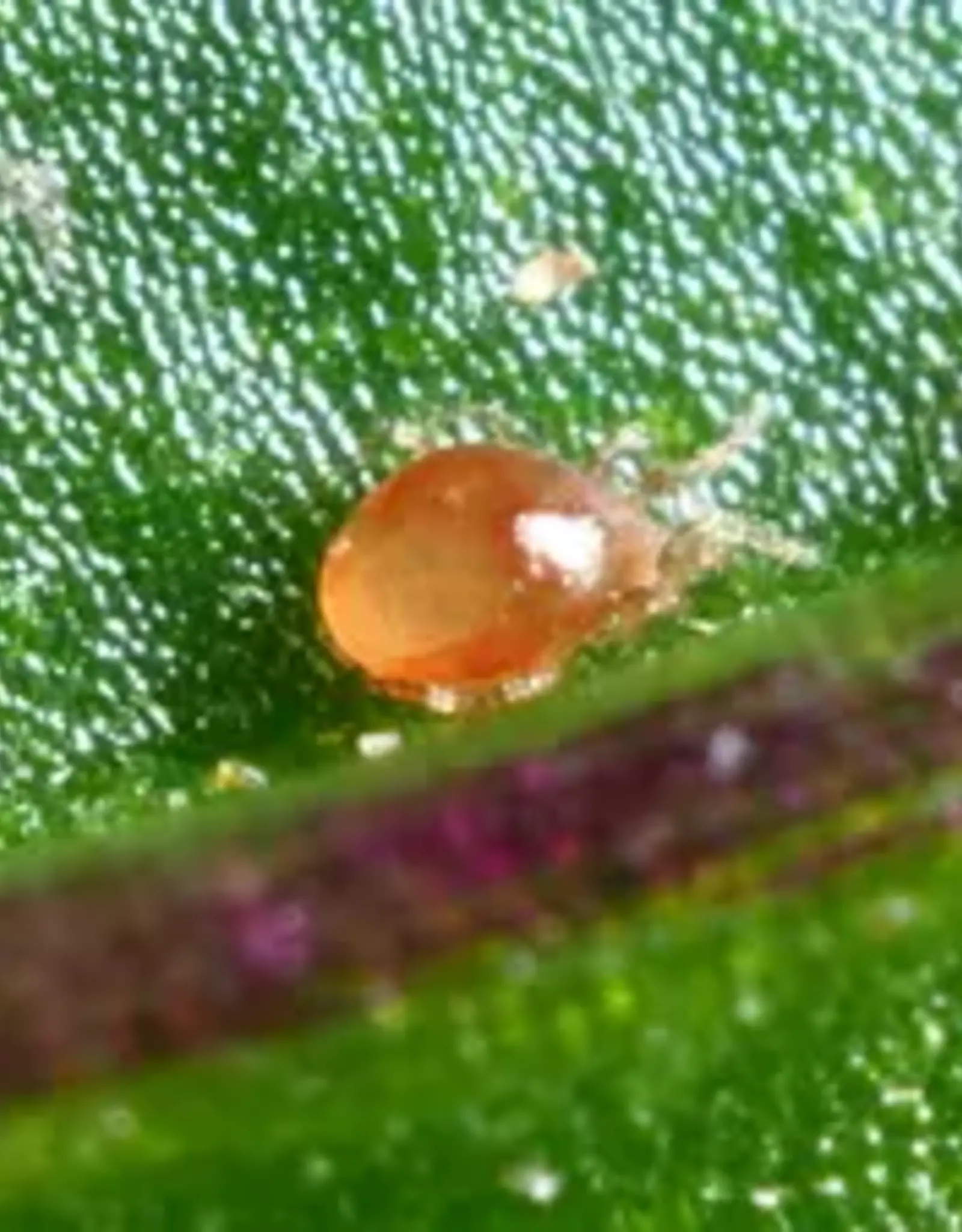 Brimex Biobest Degenerans-System roofmijt Amblyseius degenerans tegen tripslarven.