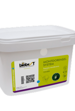 Brimex Biobest Montdorensis-System – Robuuste roofmijt tegen wittevlieg en trips