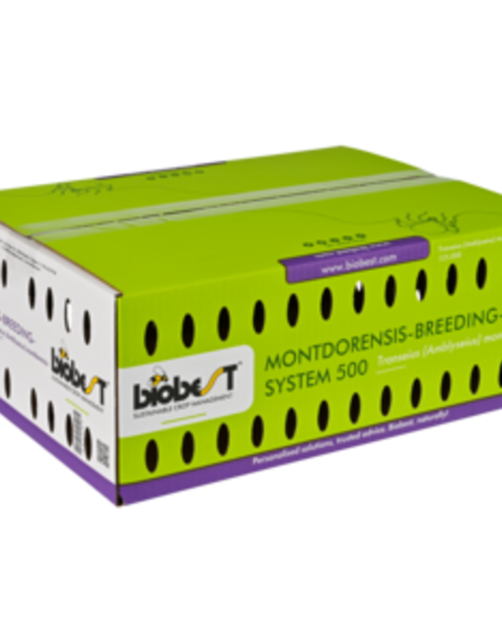 Brimex Biobest Montdorensis-System – Robuuste roofmijt tegen wittevlieg en trips