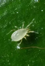 Brimex Biobest Montdorensis-Breeding-System – Robuuste roofmijt tegen wittevlieg en trips