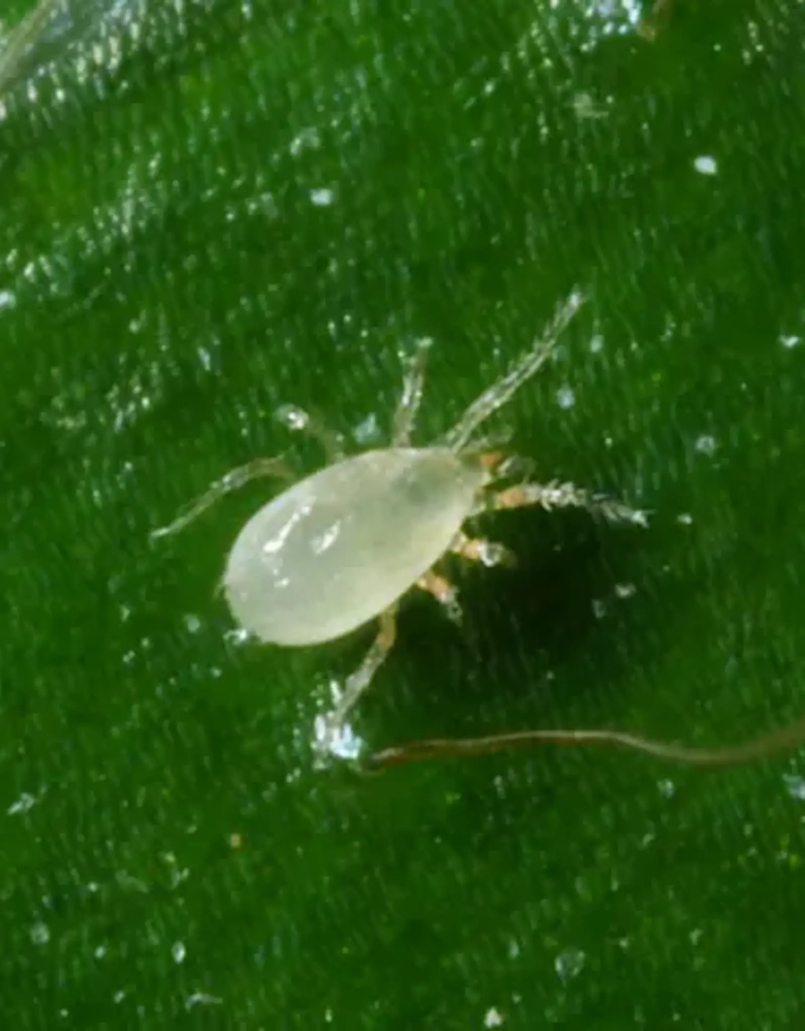 Brimex Biobest Montdorensis-Breeding-System – Robuuste roofmijt tegen wittevlieg en trips