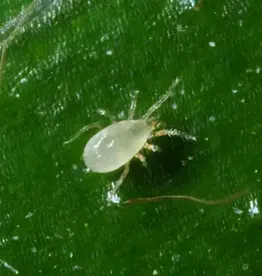 Brimex Biobest Montdorensis Breeding system