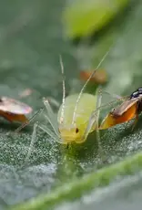 Brimex Biobest Aphelinus-System – betrouwbare bestrijding van grote bladluissoorten