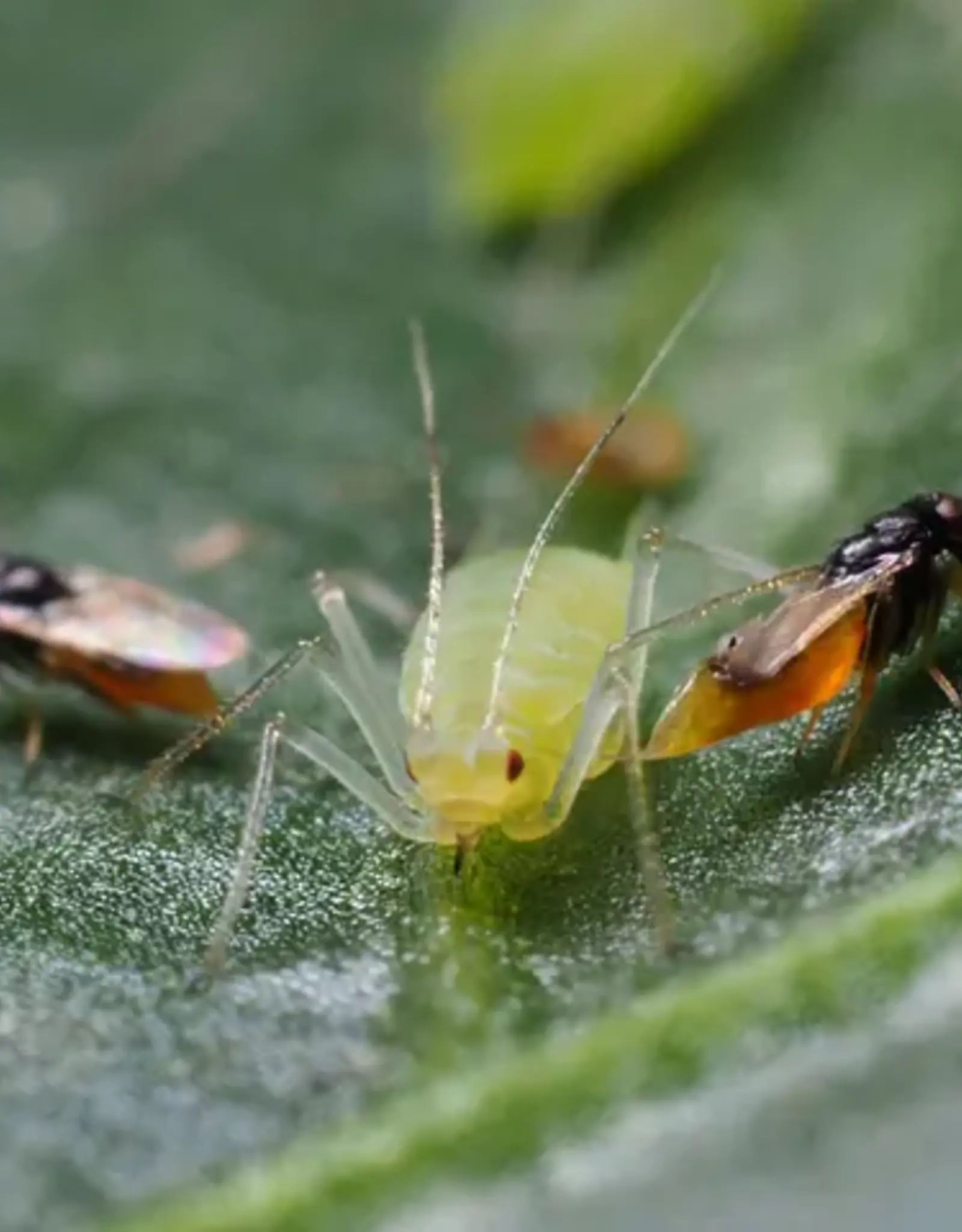 Brimex Biobest Aphelinus-System – betrouwbare bestrijding van grote bladluissoorten
