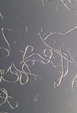 Brimex Biobest Palmsnuitkever (rode) bestrijden met nematoden