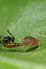 Brimex Biobest Matricariae-System: sluipwesp die 40 bladluissoorten op zijn menu heeft!