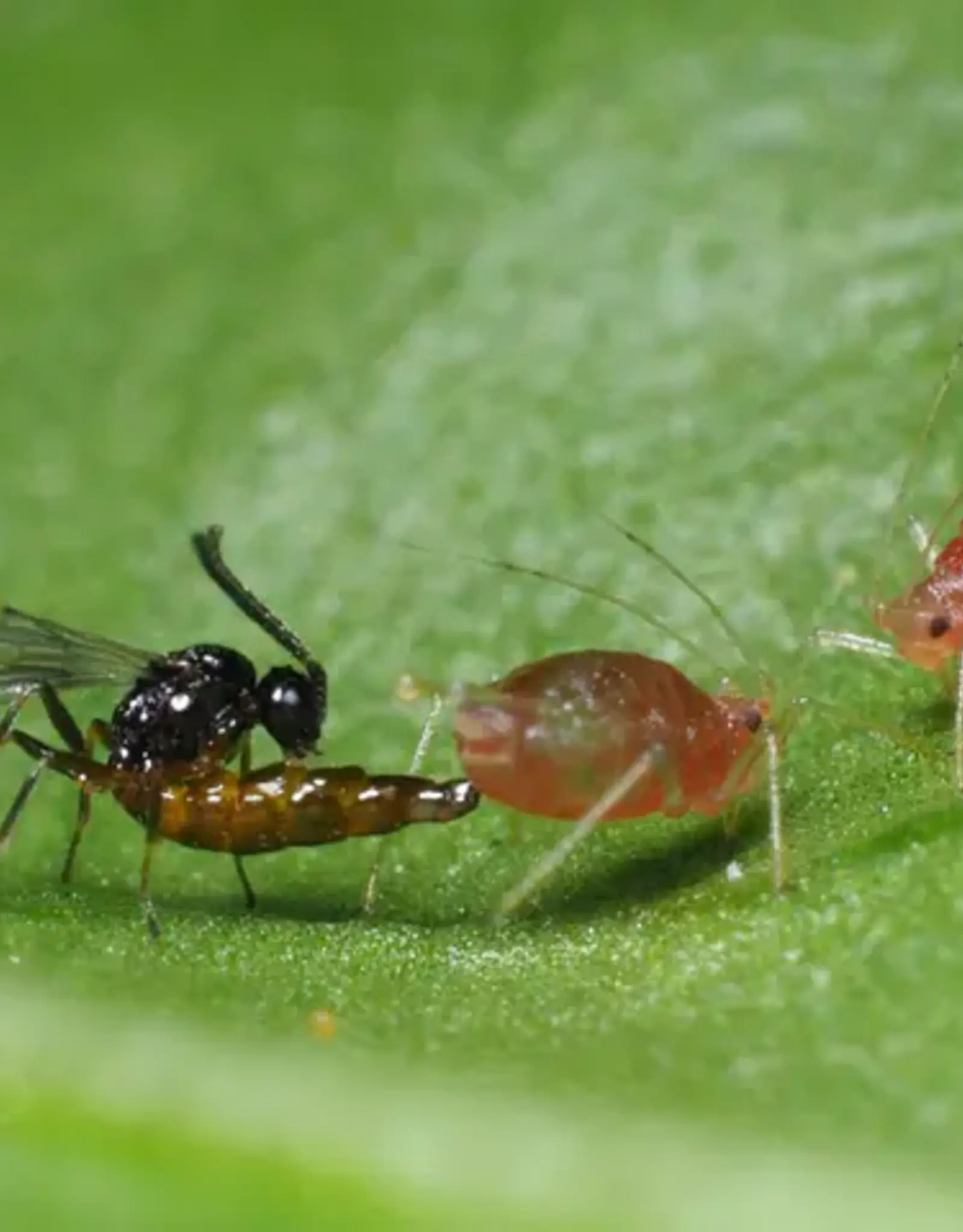 Brimex Biobest Matricariae-System: sluipwesp die 40 bladluissoorten op zijn menu heeft!