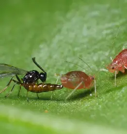 Brimex Biobest Matricariae system