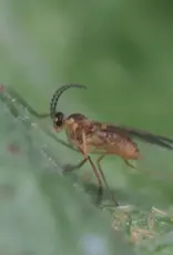 Brimex Biobest Feltiella system: galmug die zich vestigt in spintmijthaarden