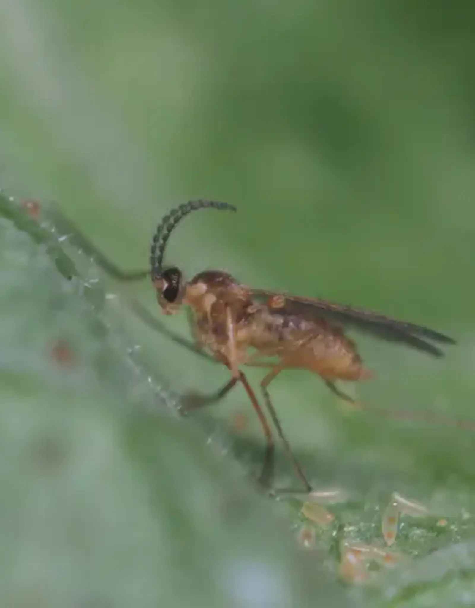 Brimex Biobest Feltiella system: galmug die zich vestigt in spintmijthaarden