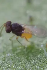 Brimex Biobest Eretmix-System voor een effectieve bestrijding van gemengde wittevliegpopulaties