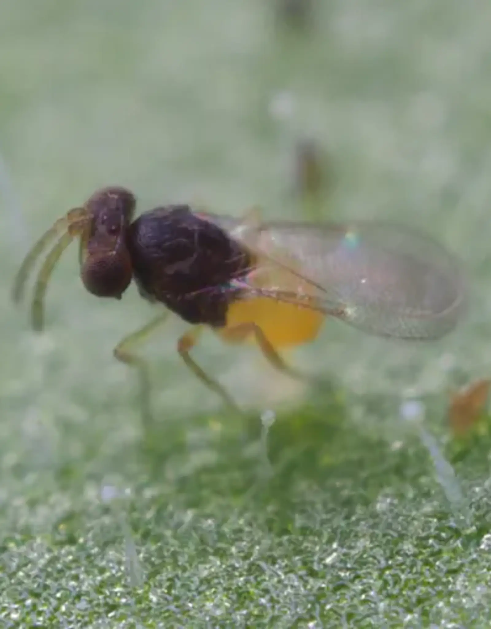 Brimex Biobest Eretmix-System voor een effectieve bestrijding van gemengde wittevliegpopulaties
