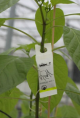 Brimex Biobest Roofmijt  Amblyseius cucumeris breeding stystem