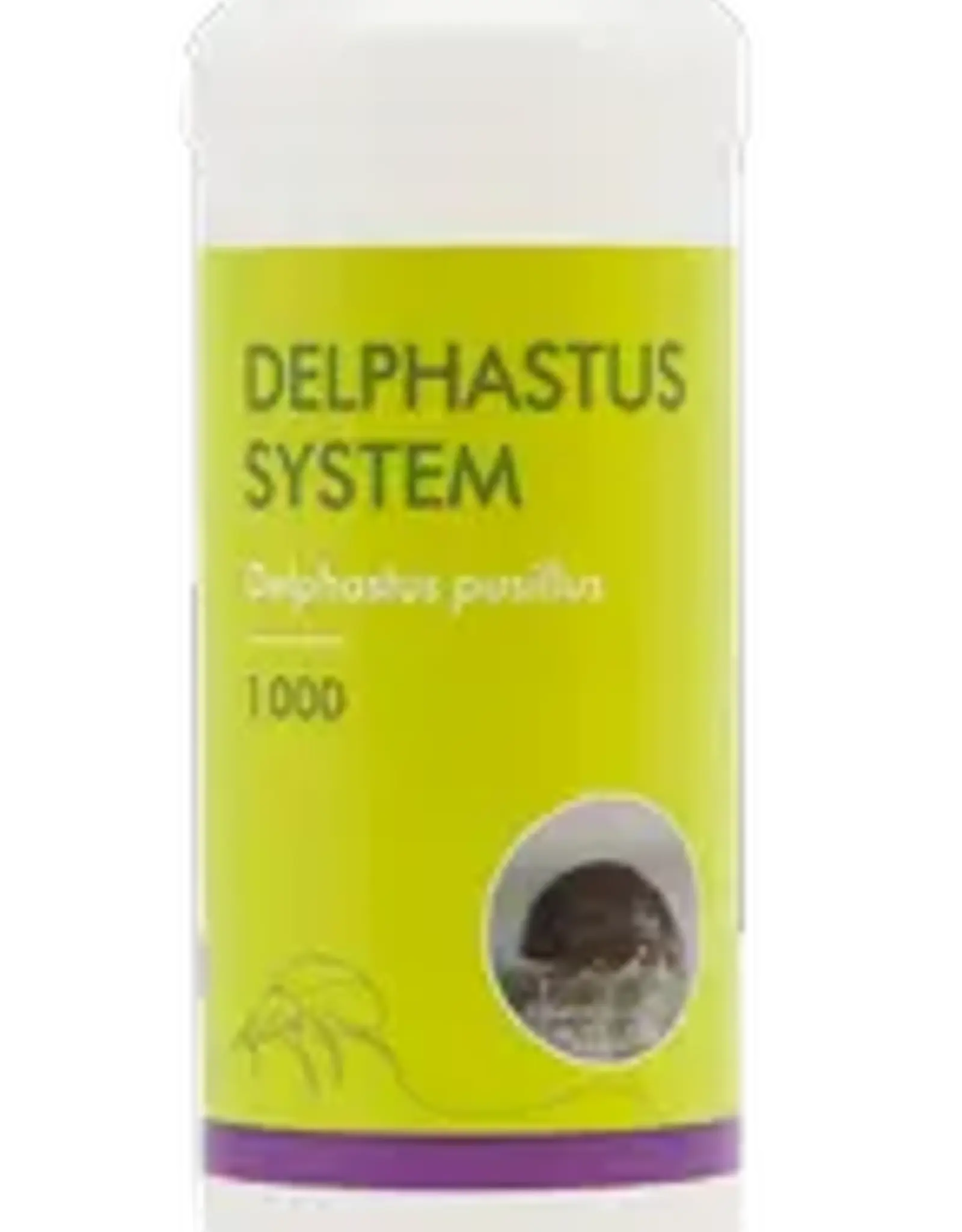 Brimex Biobest Kever Brimex Delphastus catalinea Delpastus system