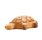 Turtle Small 2085