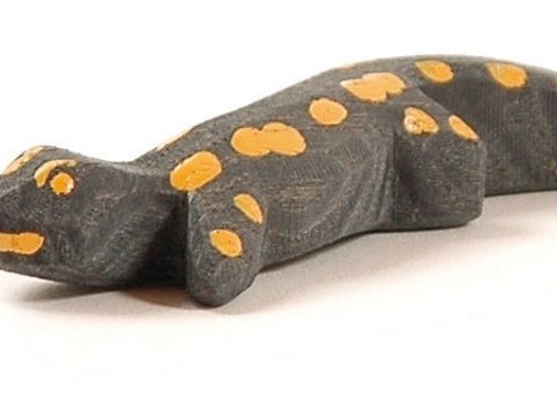 Ostheimer Salamander 1655