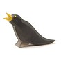 Blackbird 16801