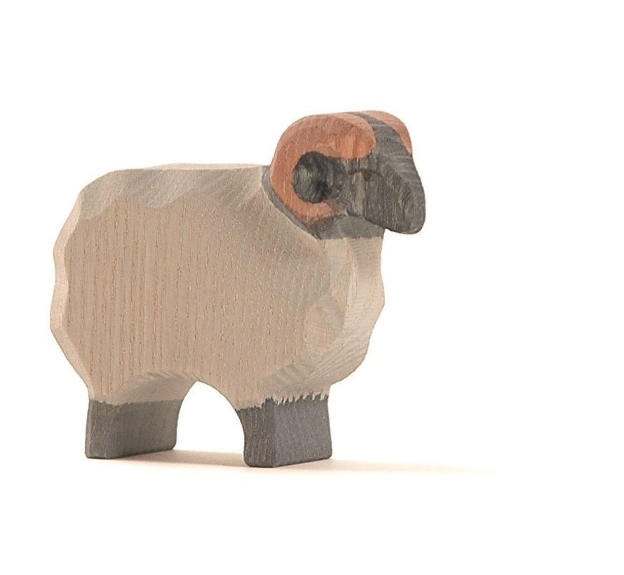Schaap Ram Heide 11751