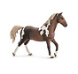 Trakehner stallion 13756