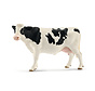 Holstein cow 13797