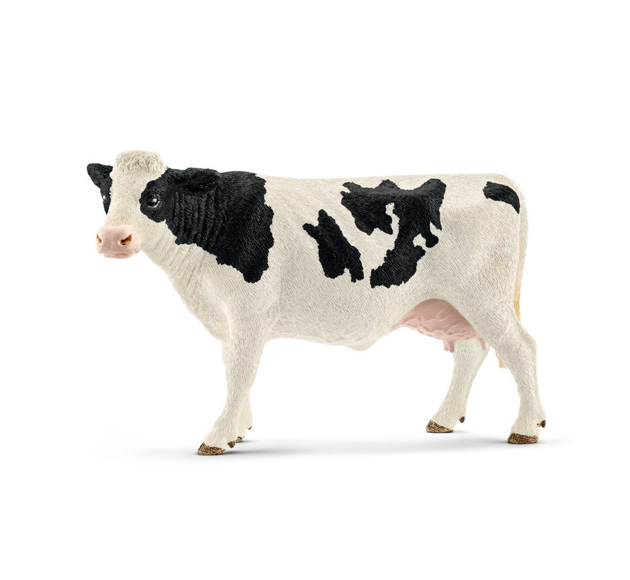 Holstein cow 13797