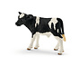 Holstein calf 13798