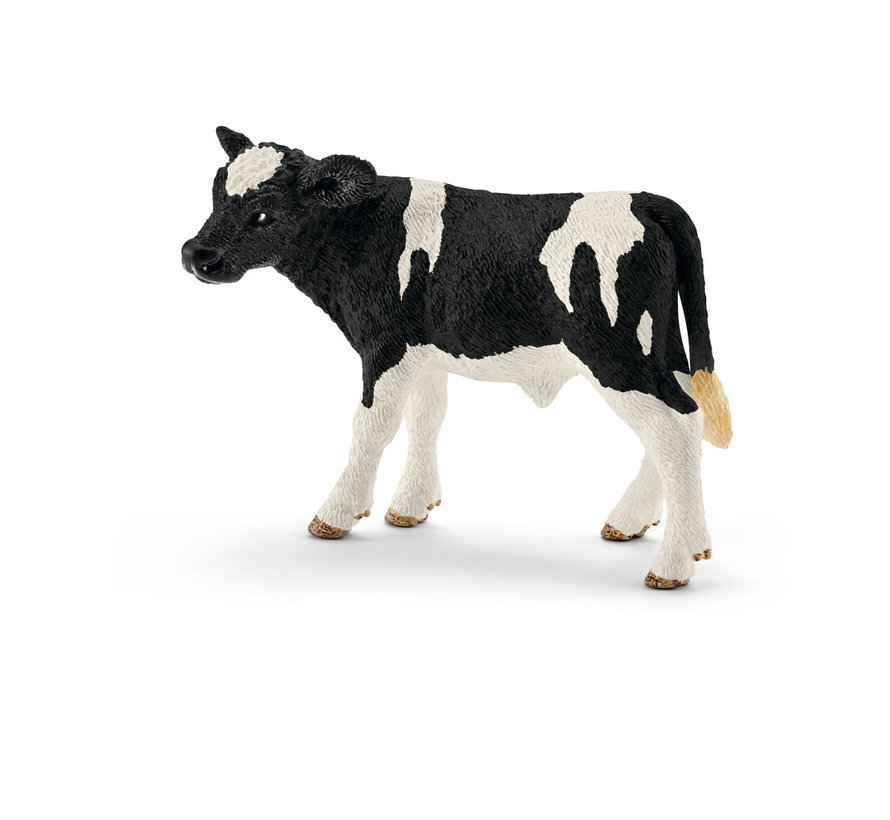 Holstein calf 13798