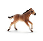 Paard Mustang Veulen 13807