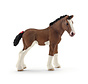Clydesdale foal 13810