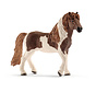 Icelandic Pony stallion 13815