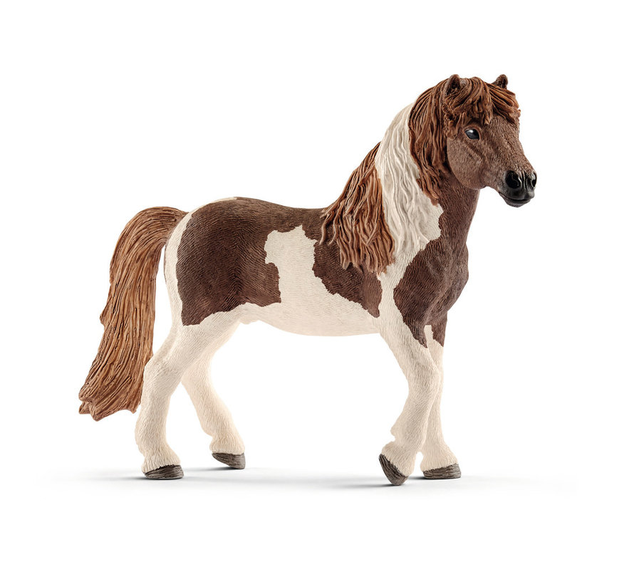 Paard IJslandse Pony Hengst 13815